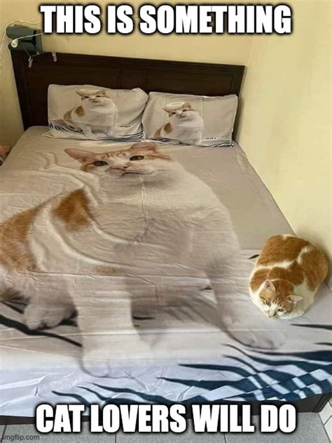 cat sleep meme|sharing bed with cat meme.